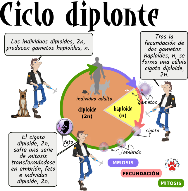 Tema 12.6 Ciclos haplontes y diplontes